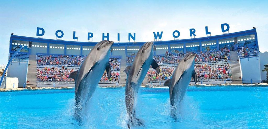 Dolphin Show