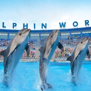 Dolphin Show