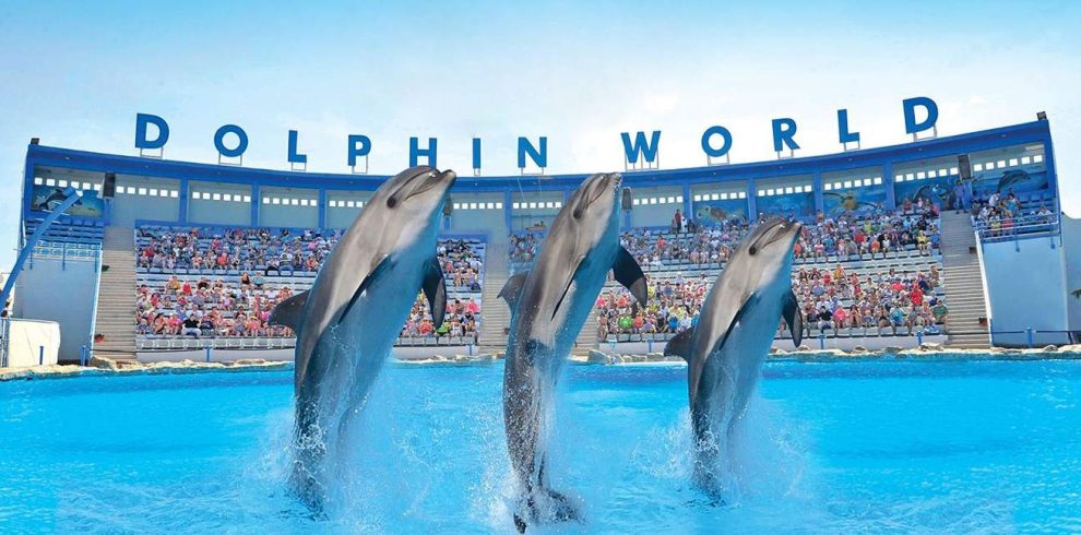 Dolphin Show